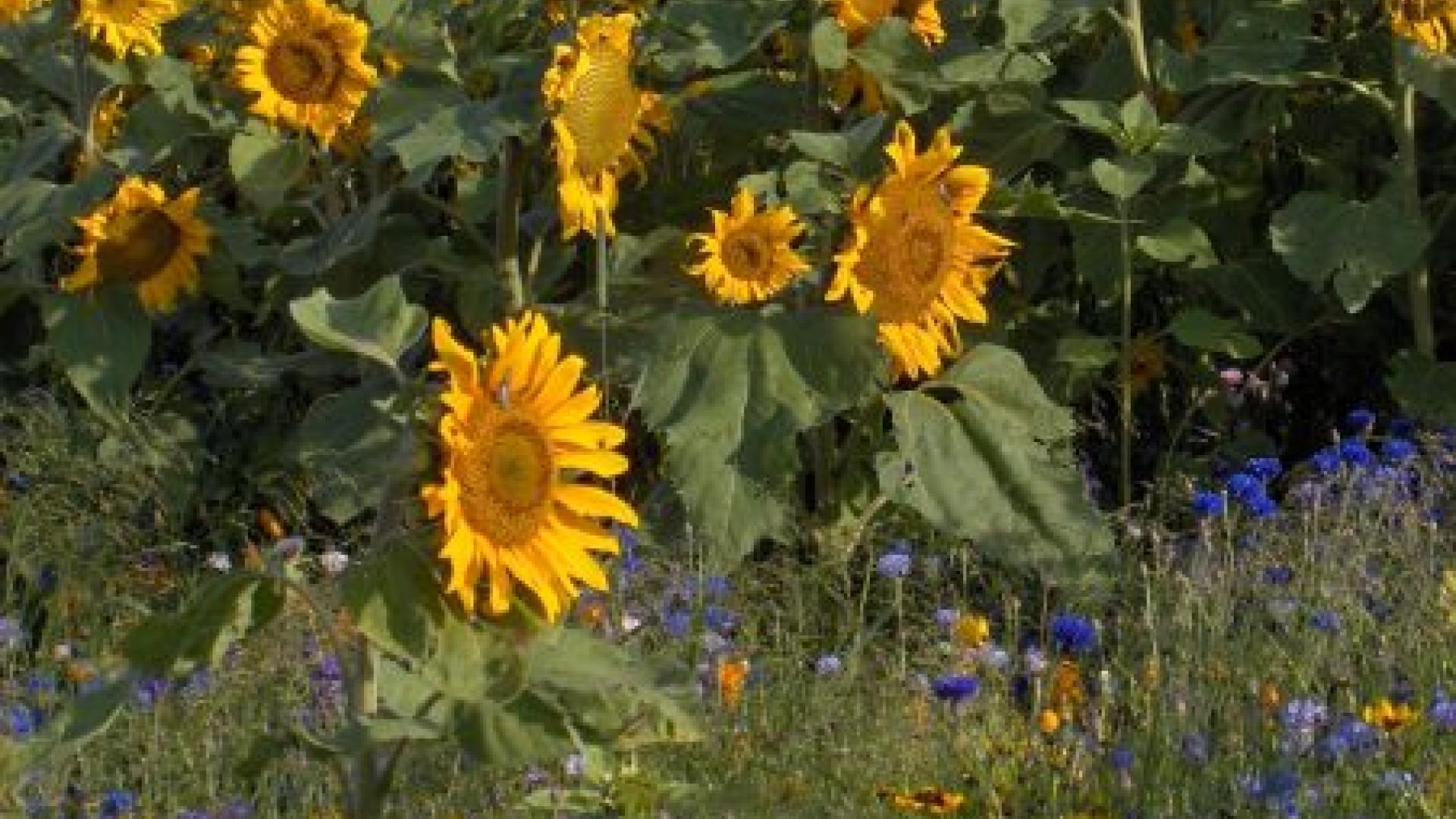 Patch of sunflowers on a field.