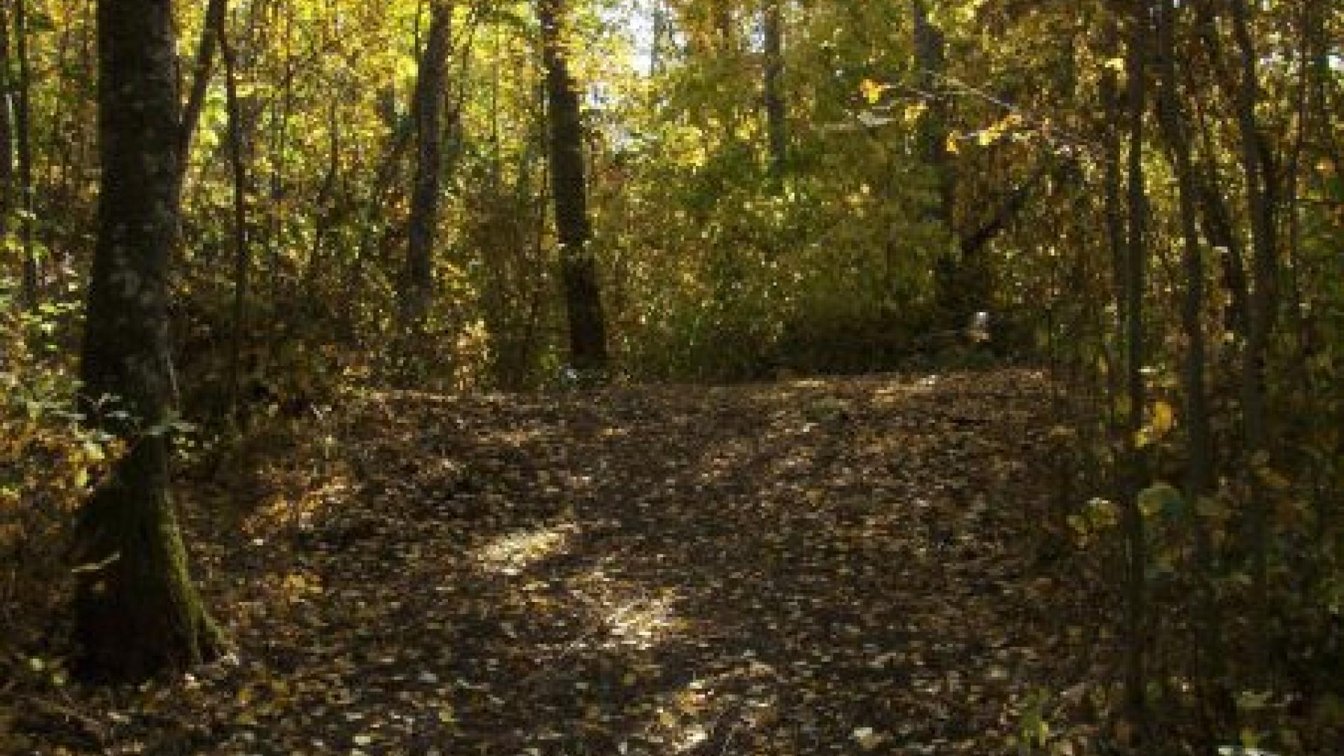 Interior of a wooded area. There are many trees spread throughout. Light filters in through the leaf canopy.